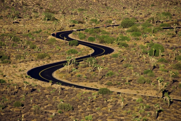 Joshua Tree road