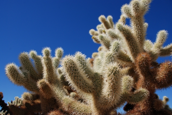 Cholla