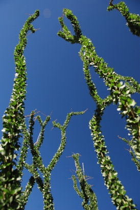 Ocotillo