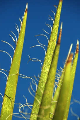 Yucca sword-shaped leaves