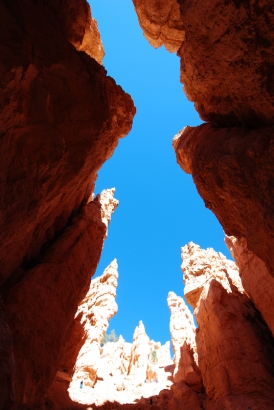 Looking up on Navajo trail