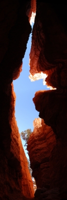 Looking up on Navajo trail