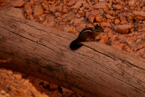 Golden-mantled Ground Squirrel