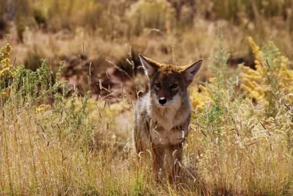 Coyote