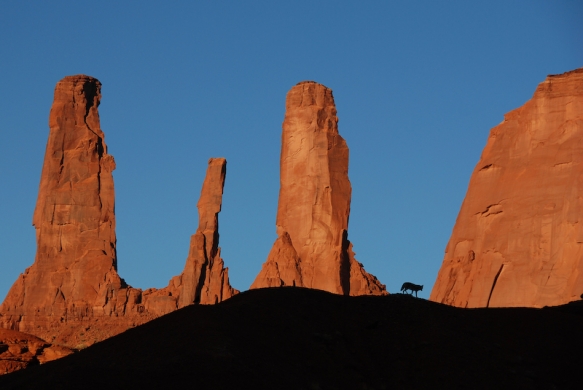 Coyote and the Three Sisters