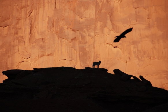 Black crow and coyote