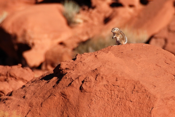 Albert squirrel