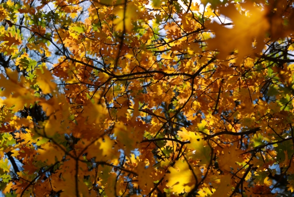 Fall at Yosemite valley