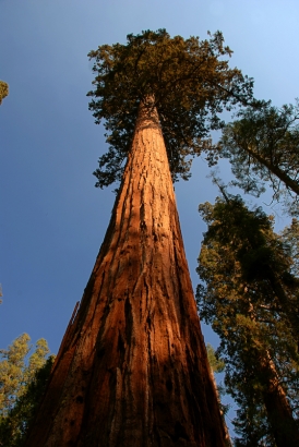 Sequoia