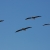 Pelican squadron