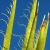 Yucca sword-shaped leaves