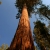 Sequoia