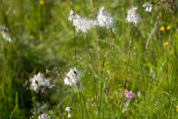 P'tites fleurs