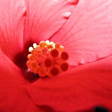 Hibiscus