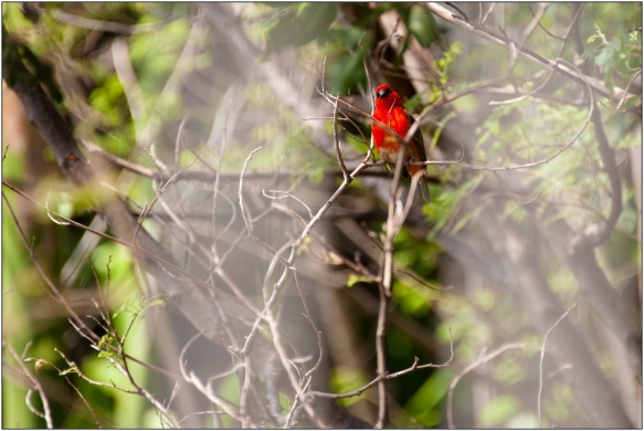 Cardinal