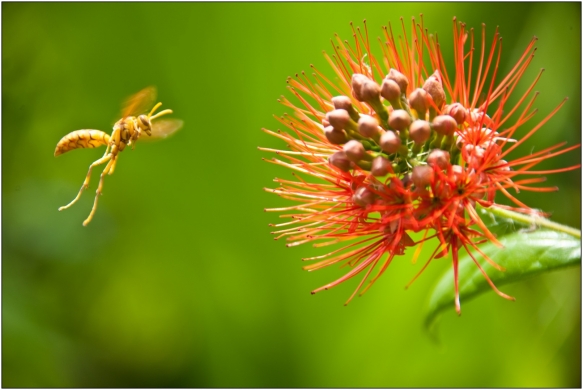 Butinage de Calliandra